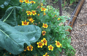 On dit toujours oui quand il s&rsquo;agit d&rsquo;abeilles