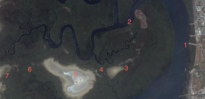 La mangrove à Toubacouta