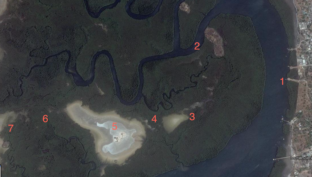 La mangrove à Toubacouta
